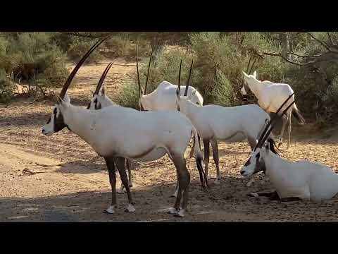 #Dubaidesertsafari Dubai Desert Conservation Reserve | Al Maha (Arabian Oryx) moves around desert 🏜️