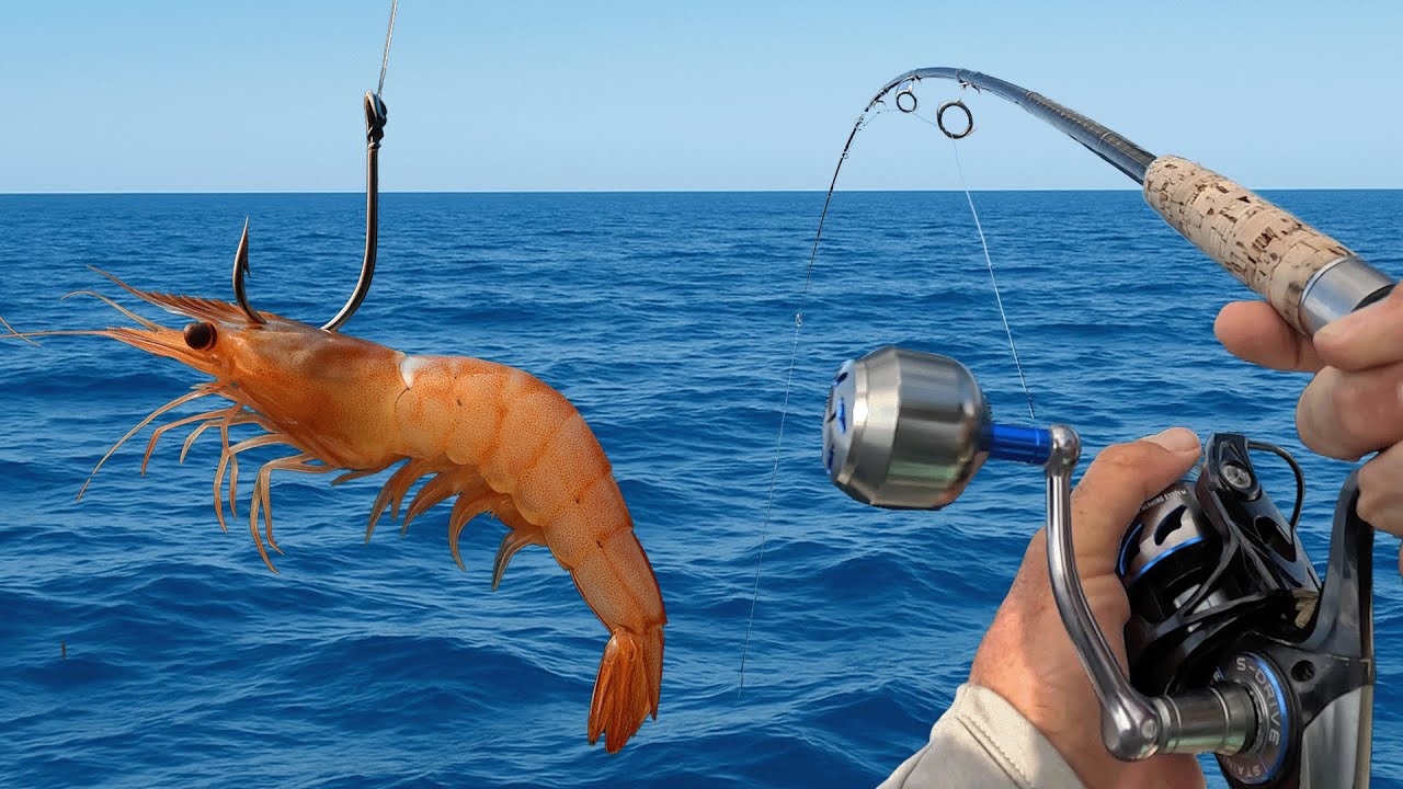 Ловля люциана с креветками в открытом море — ловите на крючок, ныряйте и готовьте в Санкт-Петербу...