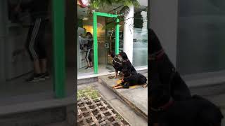 Mujer se hace viral tras ir al cajero con sus tres perreros de guardias