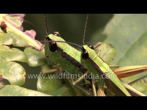 Mating grasshoppers in India