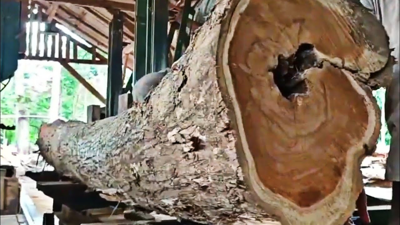 The troublesome process of sawing long, curved teak logs at the sawmill ...