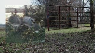 Farmer Shoots Dogs After Cow Killed