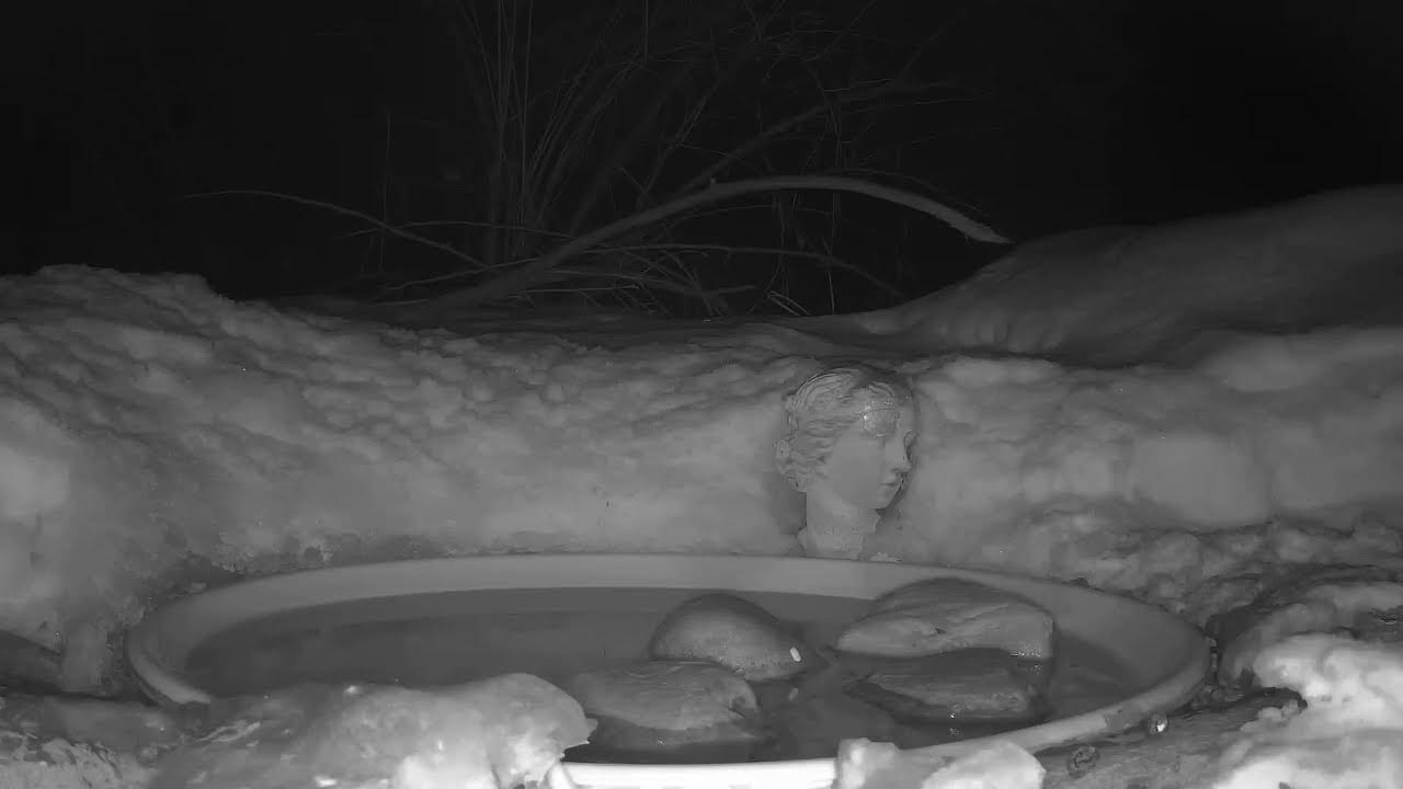 Ostdrossel bird bath 