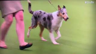 Crufts 2024 - Vulnerable Breeds Final - Ch Blamorder Ice Cream Dream Pt2