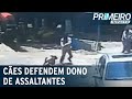 Dois cachorros impediram a ação criminosa de cinco homens no Paraná | Primeiro Impacto (26/11/21)