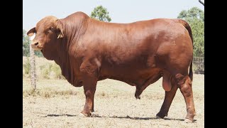 Lot 126 KARRAGARRA V TRAIN (PH)