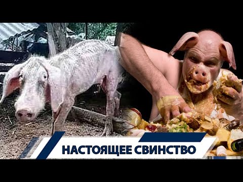 Оголодавшие свиньи начали поедать друг друга: шокирующая история под Екатеринбургом