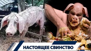 Оголодавшие свиньи начали поедать друг друга: шокирующая история под Екатеринбургом