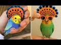 Funny & Smart Parrots Talking Compilation (2026) 🦜