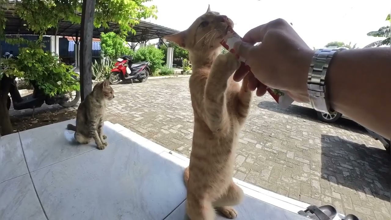 Emak sabar mengantri ya, soalnya oyen dateng duluan sa'at di panggil ☺