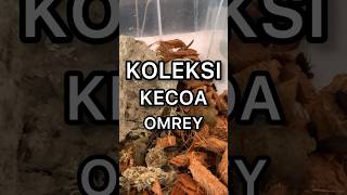 THIS IS MY PET COCKROACH COLLECTION! WHICH ONE IS YOUR FAVORITE?