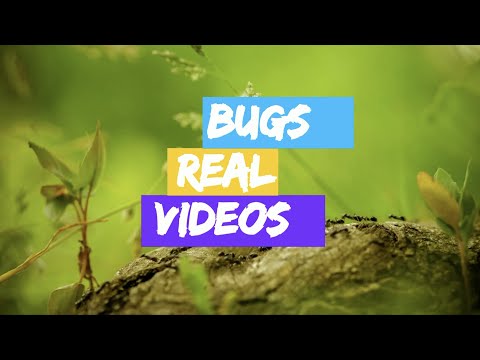 Video: 8-Legged Pests Na Nakakaapekto Sa Iyong Alaga