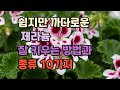 쉽지만 까다로운 제라늄 잘 키우는 방법과 종류 10가지