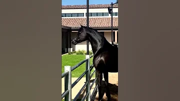 صهيل الحصان الأدهم ماشاء الله روووووعة خيل خيول عربية اصيلة خيول جمال 
