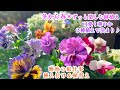 【春まで楽しむビオラパンジー＊素敵な冬庭へ♪】【ガーデニング】宿根草植え付け/クリスマスローズ/庭づくり