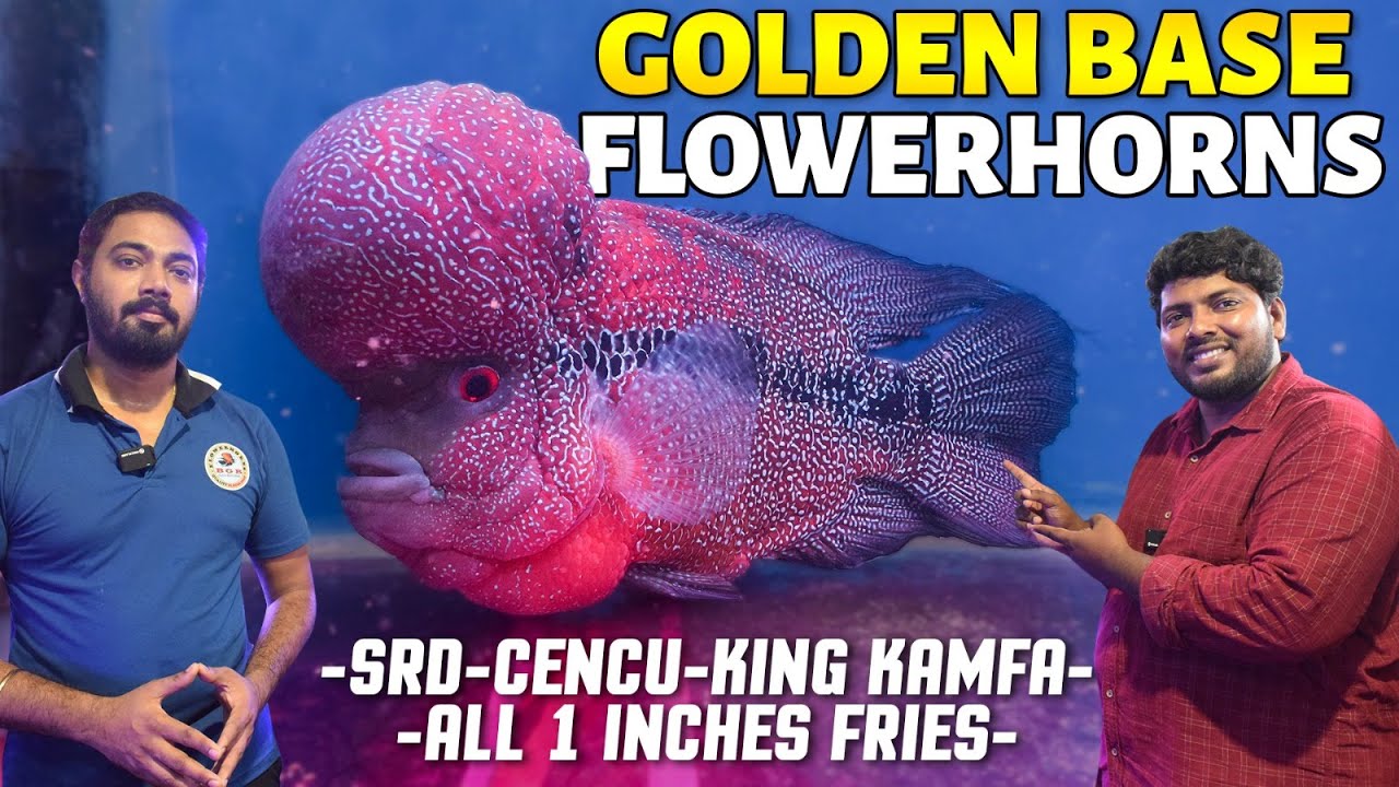 Best Flowerhorn Fish Farm in Chennai | High Quality Flowerhorn Varieties Available | BGB AquaKingdom