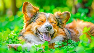 Dog MusicDog Relaxing Music for Stress relief #5