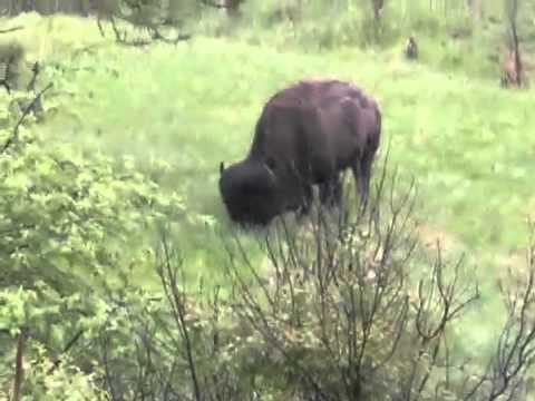 Video: Bufalo Apskate Dienviddakotā, Custer State Park