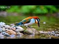 🔴 LIVE 24/7: Gentle Piano & Peaceful Bird Sounds 🌿 Deep Sleep & Anxiety Relief