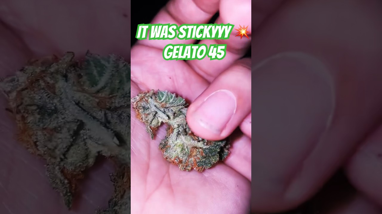 5 stars ⭐️my first time smoking homegrown 🤟 