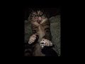 GUANO VIA Slowed GUANO VIA Slowed