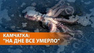 Экологическое бедствие в Тихом океане: что стало причиной гибели тысяч морских животных Экологическое бедствие в Тихом океане: что стало причиной гибели тысяч морских животных