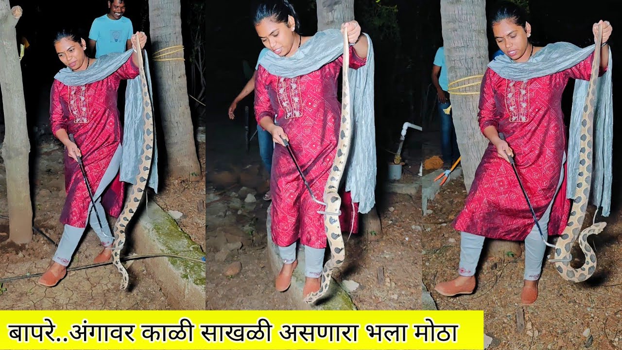 😱😳थंडी मध्ये बाहेर पडताना सावधान ..? Dengerous Russell's Viper Snake Rescue Operation 🐍😱