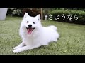 【悲報】隠れて飼っていたペットについて大切なご報告