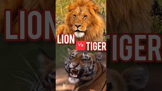 Lion Vs Tiger Whos Really Stronger?