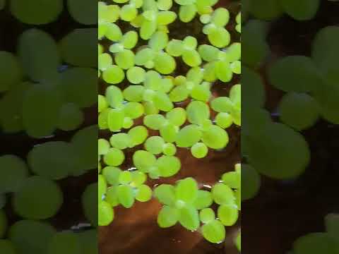 Mga Alaga Ni Boss Na Goldfishes