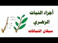 أجزاء النبات الزهري  سيقان النباتات  العلوم والحياة الصف التاسع الأساسي