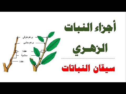 أجزاء النبات الزهري II سيقان النباتات II العلوم والحياة - الصف التاسع الأساسي