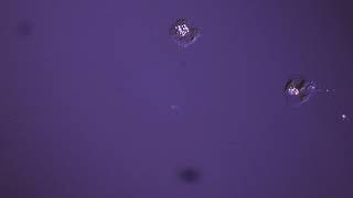 Dunaliella salina UTEX LB200 cells exploding from osmotic stress