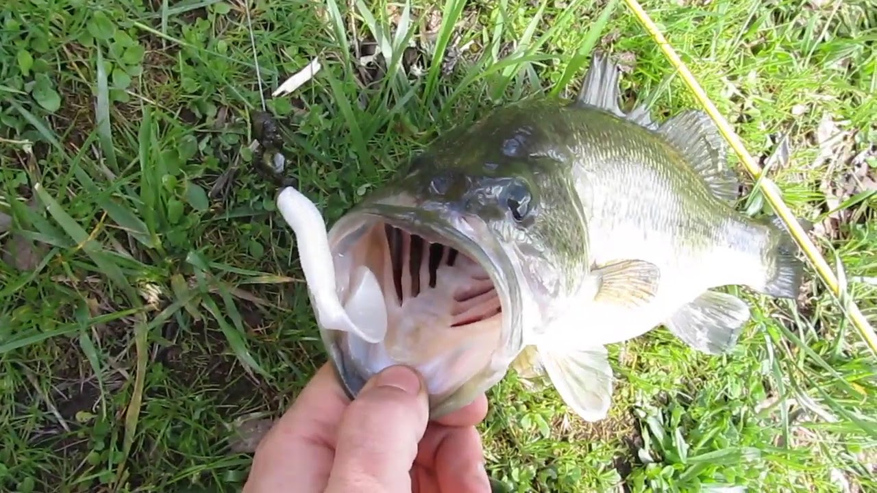 Largemouth Bass Oregon Fern Ridge YouTube
