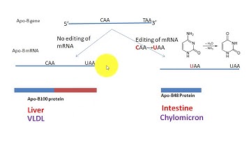 Lipoprotein Metabolism -RNA Editing and B48