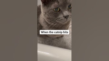 When the CatNip HITS  #cat #shorts #cute