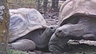 The Wet Nature Brain Explosion Program - Episode 5 - Buttcock Nancy the Giant Turtle