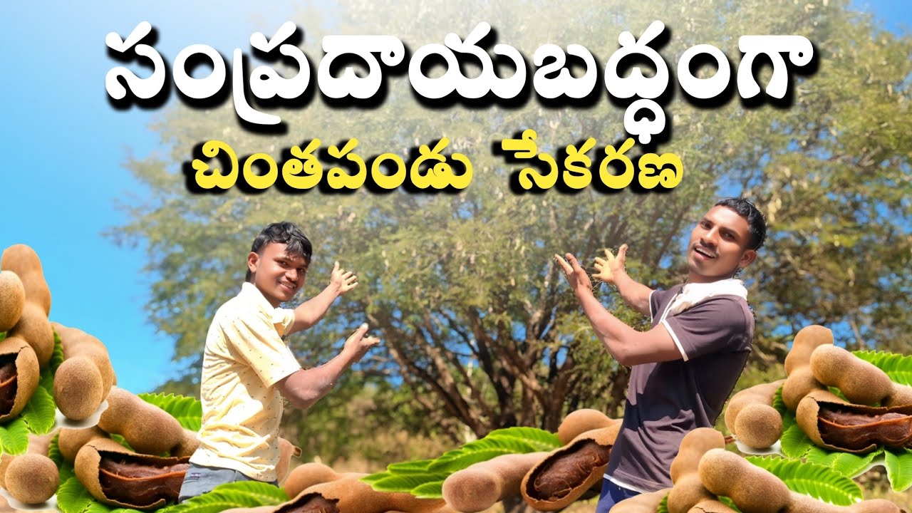 సంప్రదాయబద్ధంగా చింతపండు సేకరణ | Traditional tamarind harvesting | In Telugu By Rishi's The World