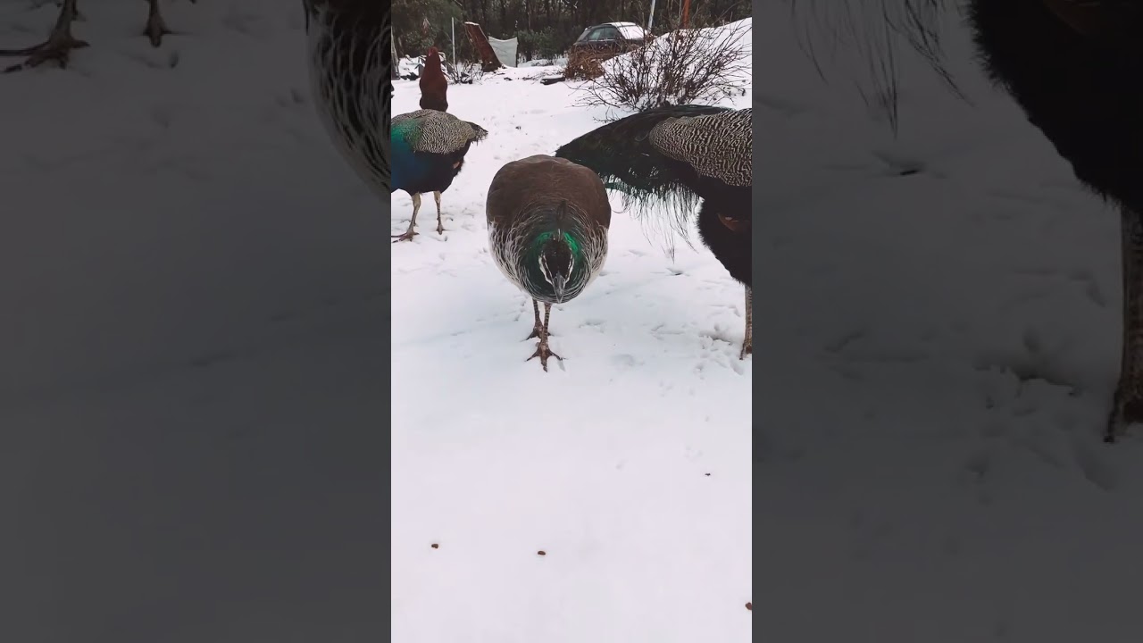 Peacocks in the Snow, So Magestic!!! 