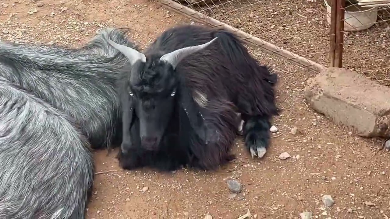 امطار خيبر وتصوير المحميه والدجاج بالاجواء الممطره 