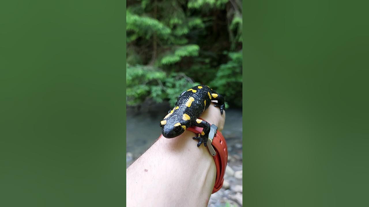 Саламандра вогняна / Salamandra salamandra - YouTube