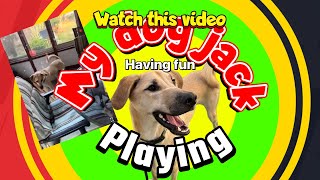 My dog jack funny game playing day #jackthedog #funnydogvideos #bestdogever #labrador #pets screenshot 5