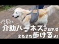 自分ちの子にぴったりの犬用介護ハーネスの作り方