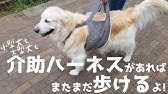 犬服ハーネスウェアの作り方 手順3 簡単手作り犬服 Youtube 犬服ハーネスウェアの作り方 手順3 簡単手作り犬服 Youtube
