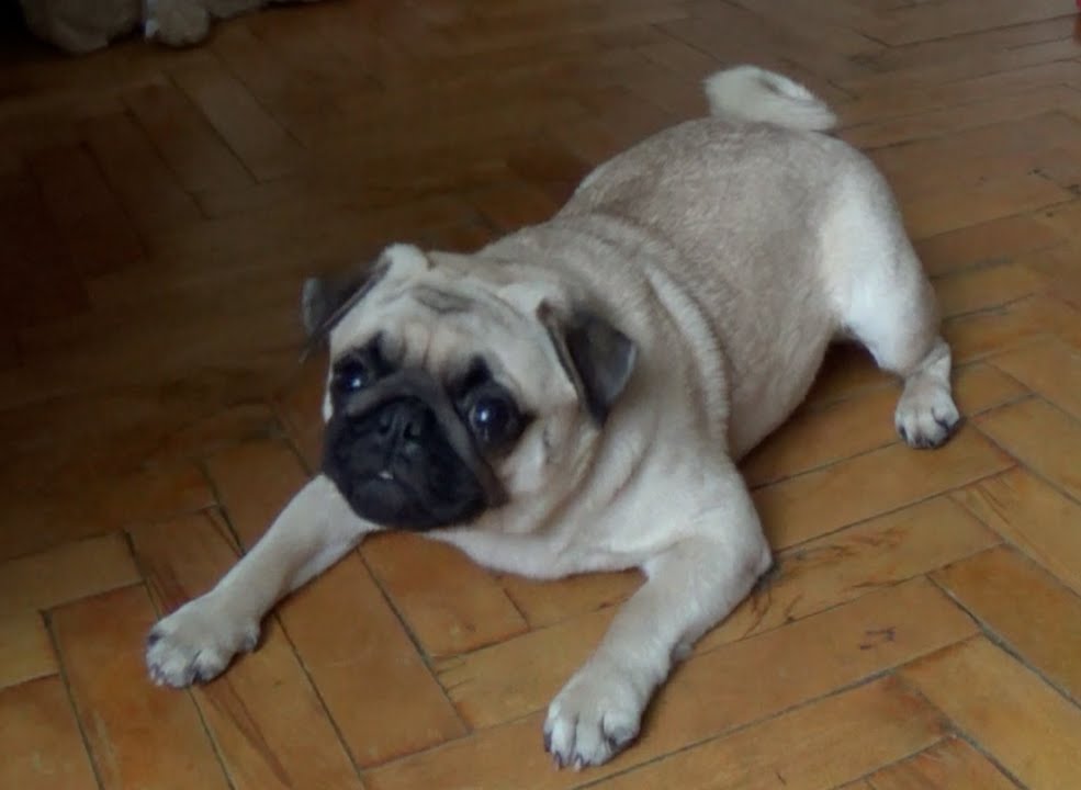 лапы мопса. мопс императорская собака. мопс на задних лапах. мопс алабай бульдог. собака с плоской мордой.