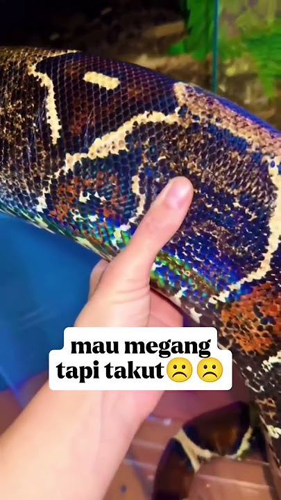Wooowww !!! 😱 Ular langka sisik batik indah sekali guys #shorts #feedshorts #fypviralシ