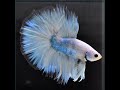 ベタ 熱帯魚 生体 ショーベタ パステル オス ブルー系2597