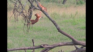 Lion cubs escape from Buffalo 4K 120fps SloMo