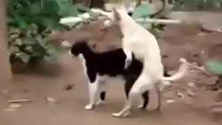Dog Mating Cat Video   Bad Girl Mating with Dog