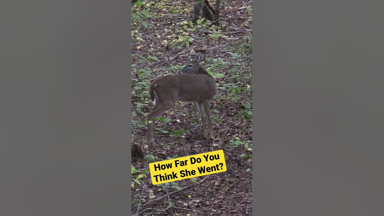 Deer Meat For Dinner YouTube